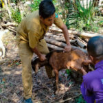 Petugas DPKP Pamekasan ketika melakukan pemeriksaan hewan qurban.