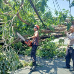 Petugas dari Polsek Sukodono Bersama BPBD Evakuasi Pohon Tumbang di Jl. Raya Sukodono