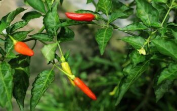 Update Harga Kebutuhan Pokok di Blitar 30 Oktober 2023, Cabe Rawit Tembus Rp65.000/kg