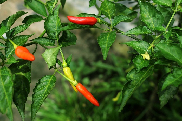 Update Harga Kebutuhan Pokok di Blitar 30 Oktober 2023, Cabe Rawit Tembus Rp65.000/kg
