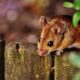 Mimpi digigit tikus putih kerap dihadapi mereka yang takut pada hewan pengerat