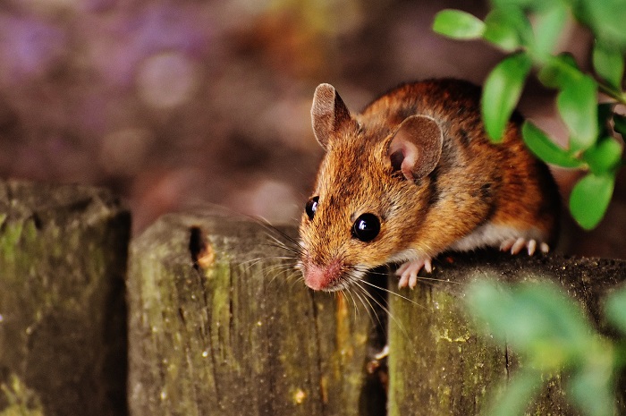Mimpi digigit tikus putih kerap dihadapi mereka yang takut pada hewan pengerat