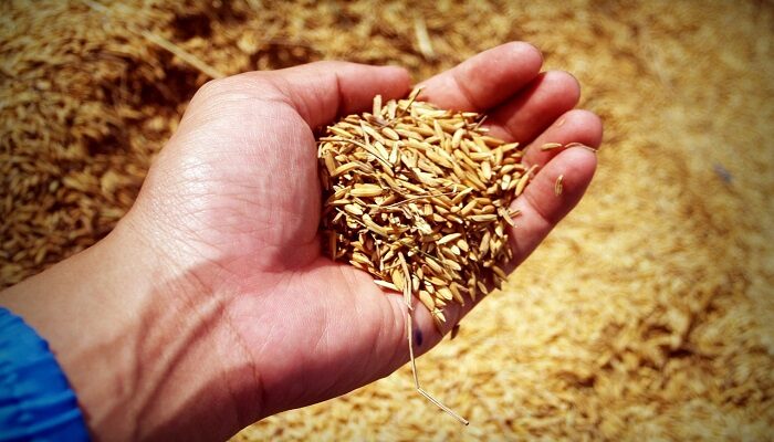 Update Harga Beras Medium 31 Oktober 2023, Termahal Lumajang Termurah Madiun, Blitar?