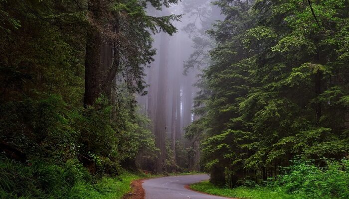 Makna dab Arti Mimpi Salah Jalan Saat di Hutan