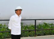 Presiden Jokowi Akan Ubah Rumput Laut Jadi Bioetanol