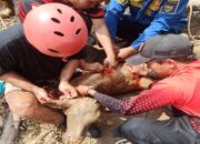 Seekor Anak Sapi di Boyolali Tercebur Sumur Sedalam 6 Meter