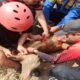 Seekor anak sapi(pedet) di Dukuh Kebanan, Desa Tawengan, Kecamatan Sambi, Boyolali Jawa Tengah masuk ke dalam sumur setelah lepas dari kandang