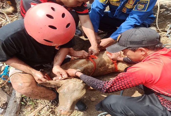 Seekor anak sapi(pedet) di Dukuh Kebanan, Desa Tawengan, Kecamatan Sambi, Boyolali Jawa Tengah masuk ke dalam sumur setelah lepas dari kandang