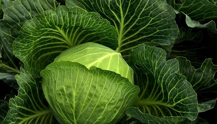 Pasti Glowing, Berikut 5 Makanan yang bagus untuk kulit kering
