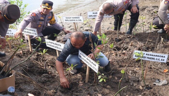 HUT Brimob dan Polairud, Polresta Sidoarjo Tanam 1.000 Mangrove