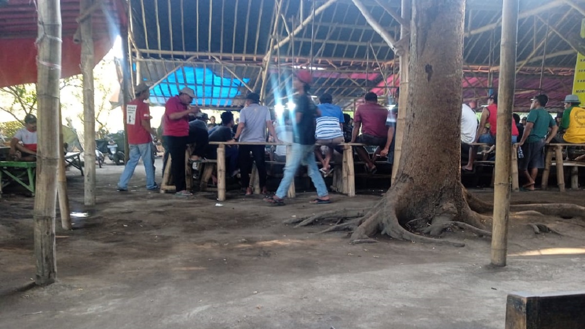 Ramadan, Perjudian Sabung Ayam di Tulungagung Tetap Eksis