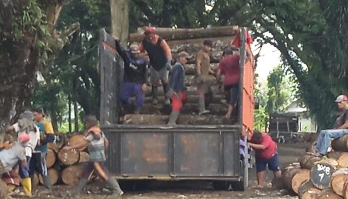 Diduga Abaikan Aturan, Perum Perhutani Banyuwangi Pekerjakan Buruh Tanpa Dilengkapi APD dan JKK