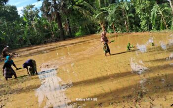 Kelompok Tani Pemuda Sejahtera Desa Jaddung Lakukan Terobosan Baru dengan Menanam Padi