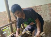 Teror Ular Piton di Cilongok, Warga Khawatir Ular Masuk Ke Rumah