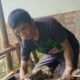 Teror Ular Piton di Cilongok, Warga Khawatir Ular Masuk Ke Rumah