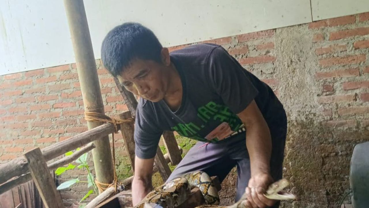Teror Ular Piton di Cilongok, Warga Khawatir Ular Masuk Ke Rumah