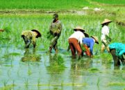 Ratusan Hektare Sawah di Tulang Bawang Terendam Banjir, Petani Terancam Gagal Panen