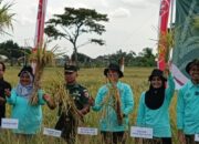 Wali Kota Blitar Panen Raya Padi Sehat, Mas Ibin: Saya Besar dan Lahir dari Petani