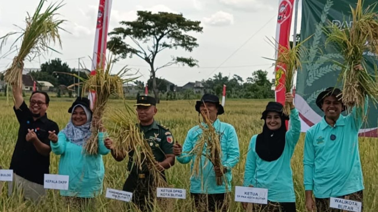 Wali Kota Blitar Panen Raya Padi Sehat, Mas Ibin: Saya Anak Petani