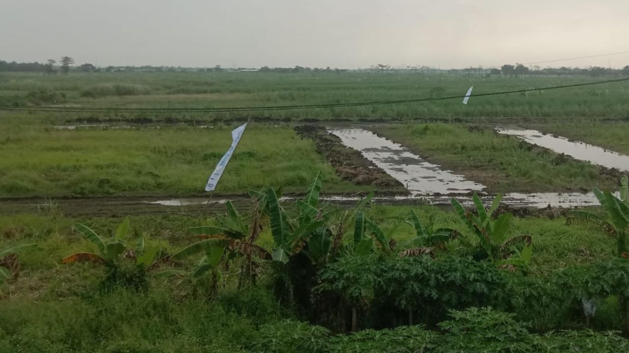 Pembangunan Star Residence 5 Jombang Diduga Langgar Aturan: Lahan Pertanian Terancam