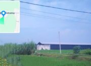 Kandang Ayam Potong di Bakalan Jombang, Izin Peternakan Dipertanyakan?
