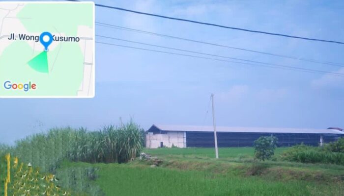 Kandang Ayam Potong di Bakalan Jombang, Izin Peternakan Dipertanyakan?